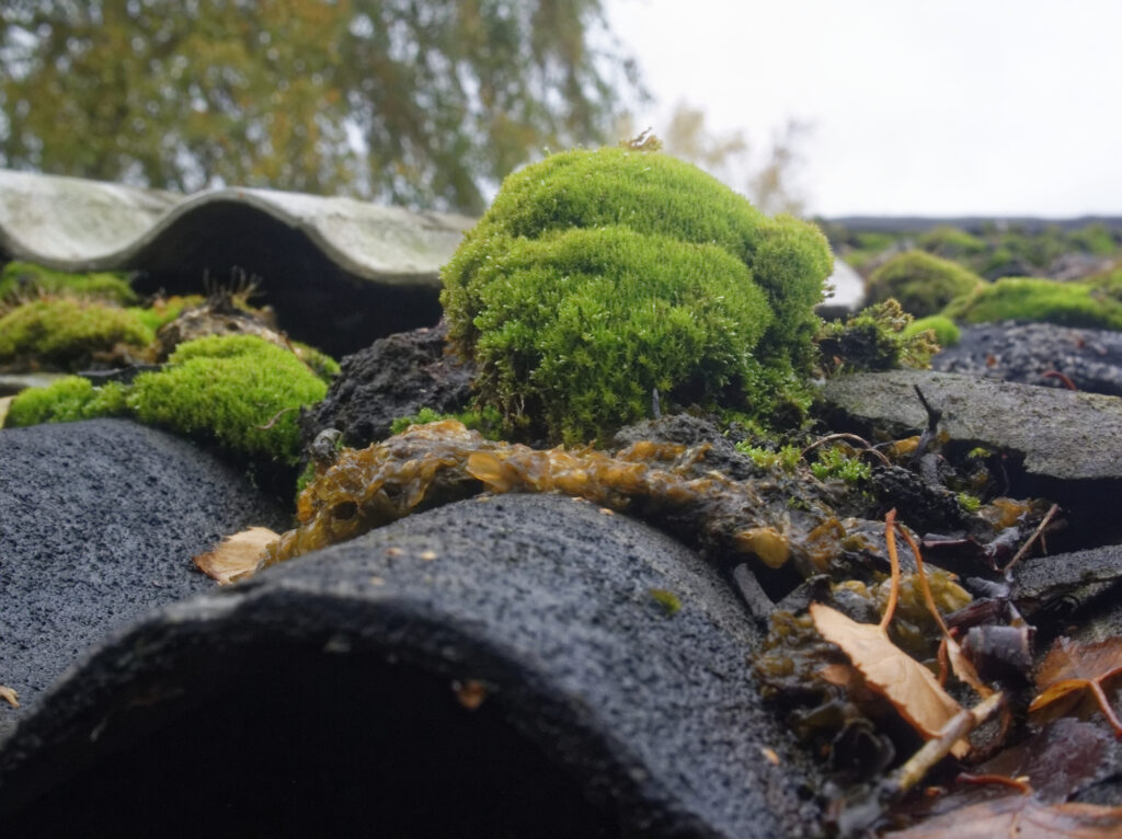 Moss Should Not Be Growing on Your Roof